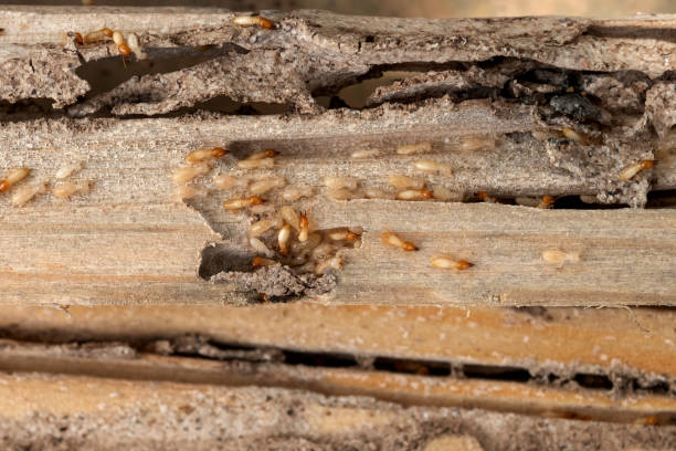 Best Pest Removal Services  in Marshall, VA
