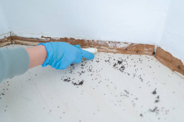 Best Flea Control Services  in Marshall, VA